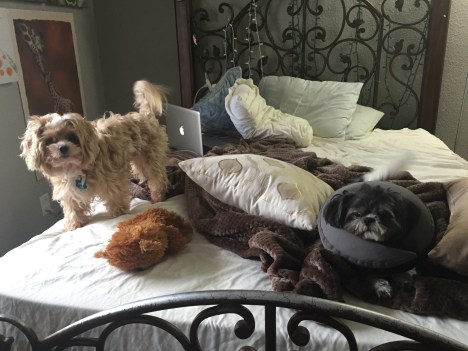 20160603_151539074_iOS